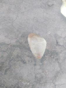 Kaner Plants Seeds (5 Seed)