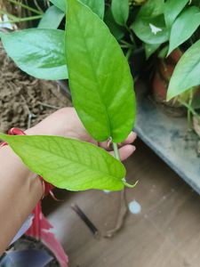 Two Varieties Of Money Plant (Cutting,Three Each)