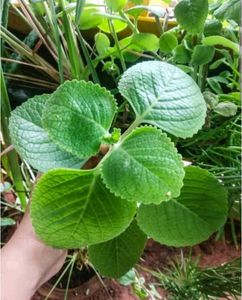 Live Ajwain Plant (Without Root)