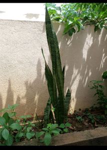 3 Varieties Of Snake Plant Or Senseveria
