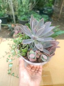 Combo Of Succulent Plant