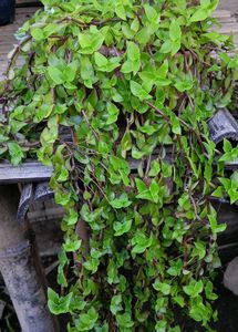 All Are Hanging Plants