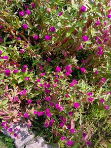 Amrnathus/ Gomphrena Seeds