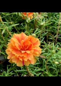 Moss rose plant