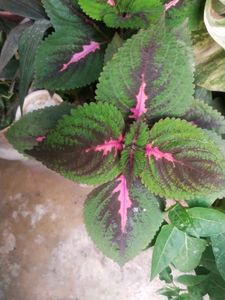 Combo Of 2 Tringle Heart Or Colious Cutting