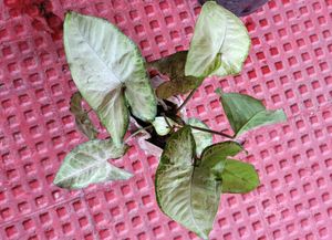 Set 2 Arrowhead &amp; Moses In The Cradle Plants 🪴