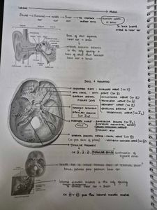 Marrow ENT Notes - Medical Study Aid