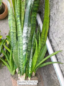 Sansevieria Trifasciata Zeylanica (Spotted)