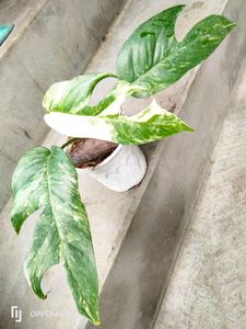 Variegated Epipremnum Pinnatum &amp; Dracaena Bundle