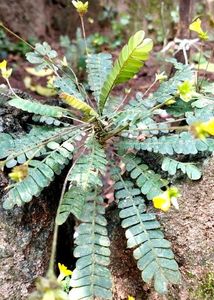 Lakchana/Lajalu /Mukkutti Medicinal Plant
