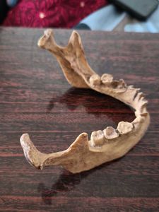 skull,sclap ,madable and vertebre