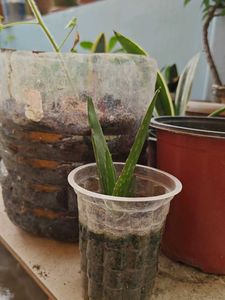 Alovera Sapling