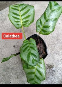Mix Plants Combo Offer