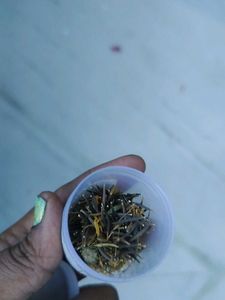 Yellow Cosmos Seeds With Container