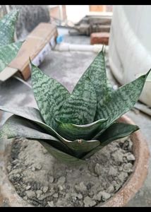Live Dwarf Snake Plant