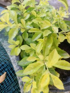 SALE 💥💥🌟Elegant Golden Duranta Plant 🌿✨✨🌿