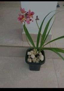 Ground Orchid