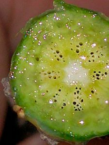 Giloy Stems