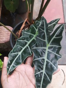 Set Of Plants