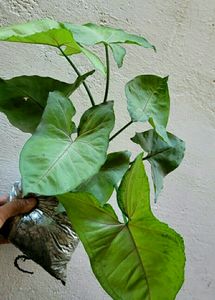 Arrowhead Plant 🌵