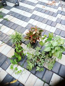 5 Live Root Plants