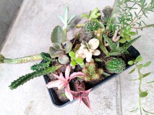 Cactus M Seccullents Collection Offer