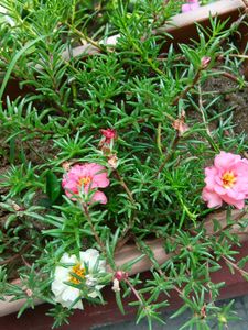Double Petals Portulaca