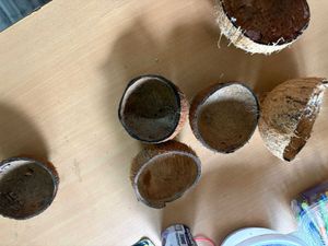 Coconut Shells