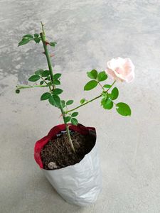 White Pink Rose Sapling with Buds