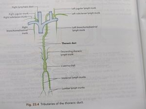 Vishram Singh Anatomy Upper Limb And Thorax