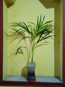 Areca Palm with Plastic Pot 1