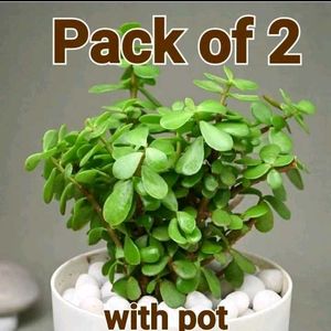 Jade With Pot Rooted