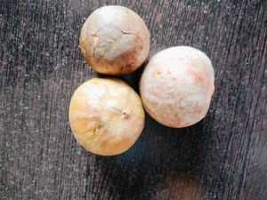 Seed