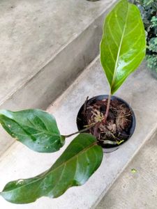 Antheruim Black Stem,Dark Blackish Leafs.