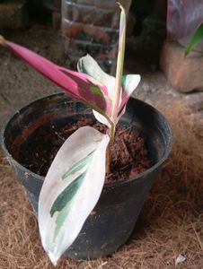 Tricolor Stromanthe Plant