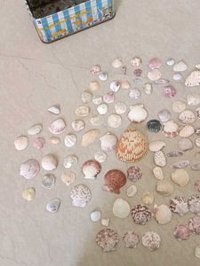 Exotic Shell Collections