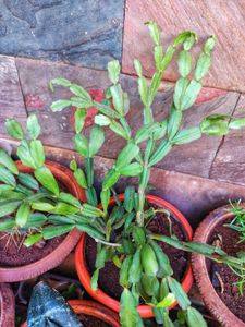 Christmas Cactus