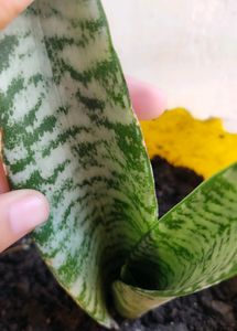 Rooted Snake Plant