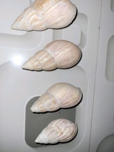 Big Shell 🐚  with 4 quantity