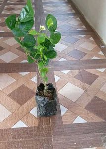 Plant&#39;s Combo