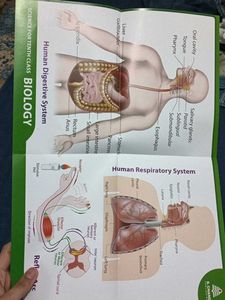 Coloured And Lebelled Charts (2)  Of Class 10Th