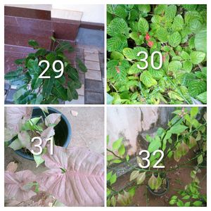 You Can Select 15 Live Root Plants