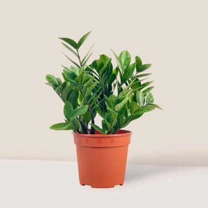 ZZ Plant