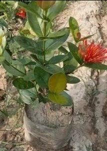 flowering  plants 3 combo