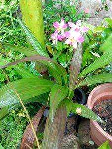 Beautiful Ground Orchid