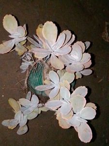 kalanchoe levender scallops succulent plants