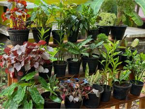 You Can Select 10 Live Root Plants