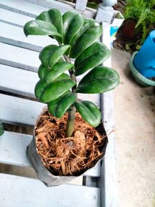 Air Purifying Indoor Plants