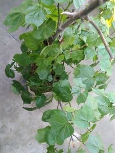 Kapas Ka Plants