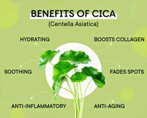 Centella Asiatica (Cica)